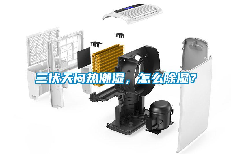 三伏天悶熱潮濕，怎么除濕？