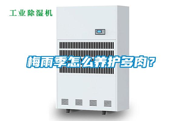 梅雨季怎么養護多肉？