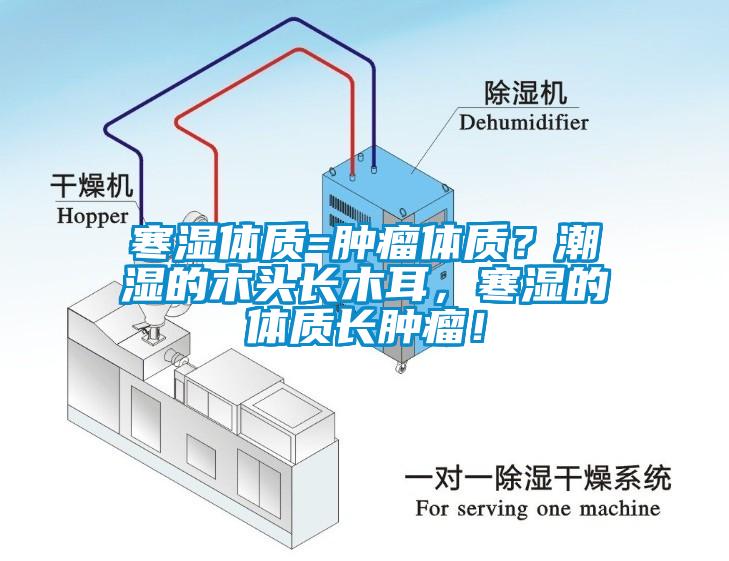 寒濕體質=腫瘤體質？潮濕的木頭長木耳，寒濕的體質長腫瘤！
