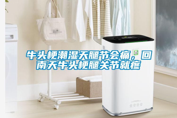 牛頭梗潮濕天腿節(jié)會痛，回南天牛頭梗腿關(guān)節(jié)就疼